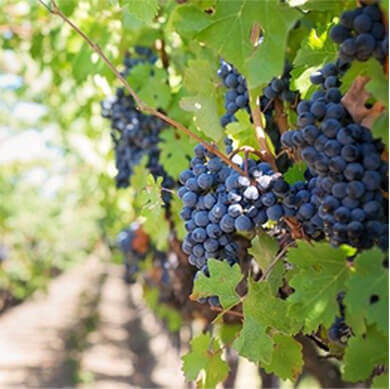 Visite des vignobles